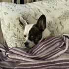 Ünikolik fotoğrafı